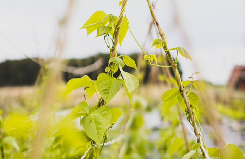 Reddy Lane Market Garden