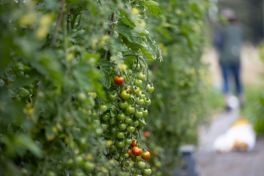 Seasonal food is key